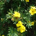 Potentilla fruticosa P2A P2D